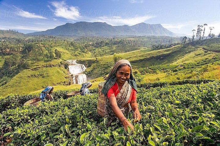 Tea Plucking in Pedro Estate Nuwara Eliya